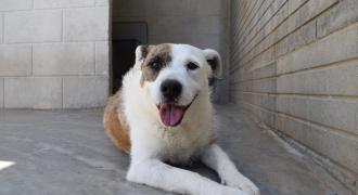bela adopta adopt dogs perros protectora rescue shelter cheste valencia fundacion jadoul