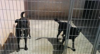 chico1 adopta adopt dogs perros protectora rescue shelter cheste valencia fundacion jadoul