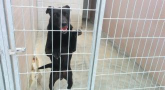 chico3 adopta adopt dogs perros protectora rescue shelter cheste valencia fundacion jadoul