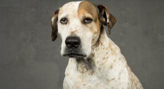 daisy adopta adopt dogs perros protectora rescue shelter cheste valencia fundacion jadoul