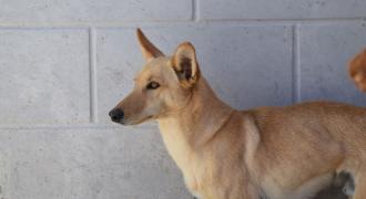 dali adopta adopt dogs perros protectora rescue shelter cheste valencia fundacion jadoul