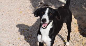 dirkie adopta adopt dogs perros protectora rescue shelter cheste valencia fundacion jadoul