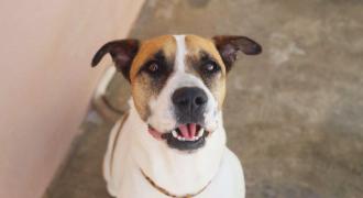 guapo adopta adopt dogs perros protectora rescue shelter cheste valencia fundacion jadoul