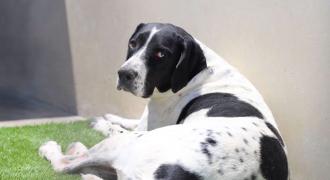 laponia adopta adopt dogs perros protectora rescue shelter cheste valencia fundacion jadoul