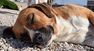 lisa adopta adopt dogs perros protectora rescue shelter cheste valencia fundacion jadoul