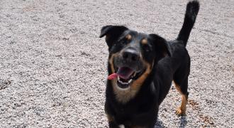 ronaldo adopta adopt dogs perros protectora rescue shelter cheste valencia fundacion jadoul