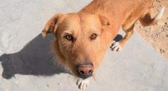 spring adopta adopt dogs perros protectora rescue shelter cheste valencia fundacion jadoul