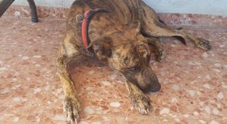 tas adopta adopt dogs perros protectora rescue shelter cheste valencia fundacion jadoul
