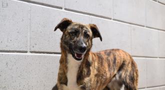 trina adopta adopt dogs perros protectora rescue shelter cheste valencia fundacion jadoul