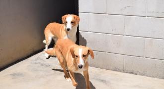 victor adopta adopt dogs perros protectora rescue shelter cheste valencia fundacion jadoul