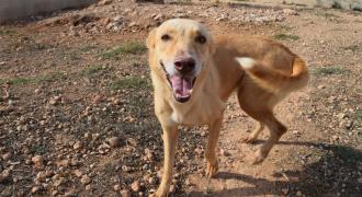 wilma adopta adopt dogs perros protectora rescue shelter cheste valencia fundacion jadoul