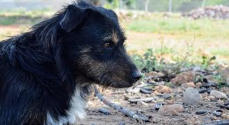 winter adopta adopt dogs perros protectora rescue shelter cheste valencia fundacion jadoul
